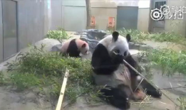 熊猫吃竹子视频,竹海中的美食探险记